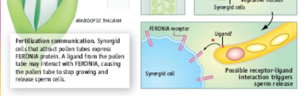 spermatické buňky Synergické buňky exprimují protein FERONIA (FER, receptor-like