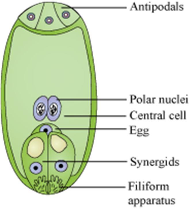 Update 2016 Liu X et al. (2016) Plant Cell 28: 135 1052 33 Protein LORELEI (LRE) je exprimován v tzv.