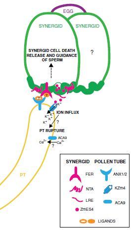 MBR 35 anx1anx2 pylová láčka praská ještě předtím, než dosáhne samičího gametofytu Geny ANXUR1 a ANXUR2 homology genu FERONIA Funkce ANX1 a ANX2?