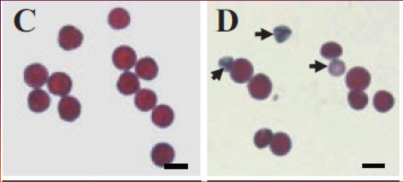 syntázy u Arabidopsis.