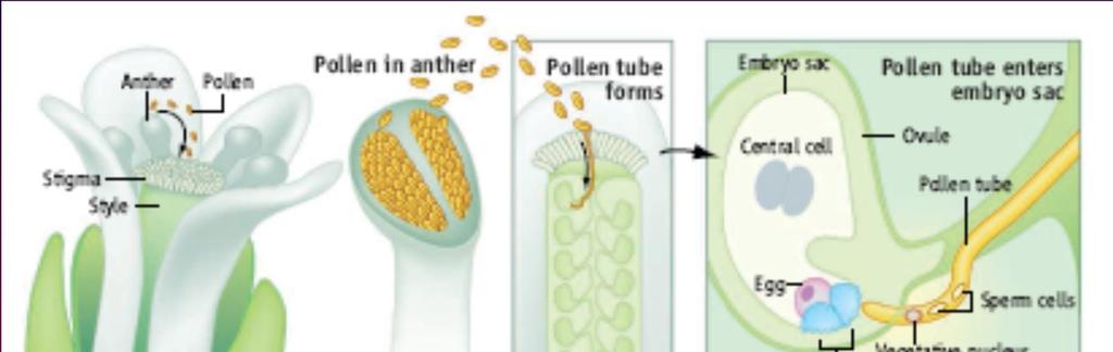 2) Co způsobuje přijetí pylové láčky, její prasknutí a uvolnění spermatických buněk?