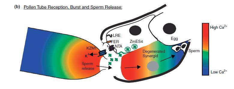 30 Beale KM, Johnson MA (2013) Current Opinion in Plant Biology 16: 1-8 Přiblížení pylové láčky k vaječné buňce Ca 2+, exprese proteinů FER, LRE a NTE Völz R et al.