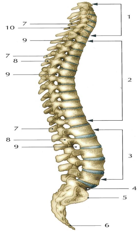 1 ANATOMIE PÁTEŘE Páteř (columna vertebralis) je oporou celého těla a zároveň ochranné pouzdro pro míchu (1, s. 19). Skládá se z 33-34 obratlů, 23 meziobratlových destiček a z 24 pohybových segmentů.