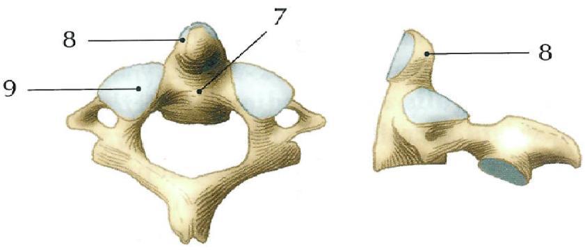 (1, s. 21). Obr. 3 Obratel atlas pohled shora a z boku (Naňka, 2009, s. 21) 1.4.2 Čepovec (axis, epistropheus, C2) Je to druhý krční obratel. Je masivnější než třetí krční obratel.