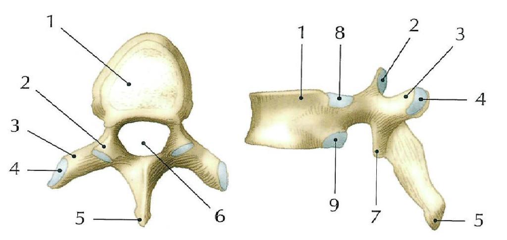 1.5 Hrudní obratle (vertebrae thoracicae) Člověk má dvanáct hrudních obratlů. Značené zkratkou Th1 - Th12. Obratle hrudní se nejvíce blíží obecnému tvaru obratle.