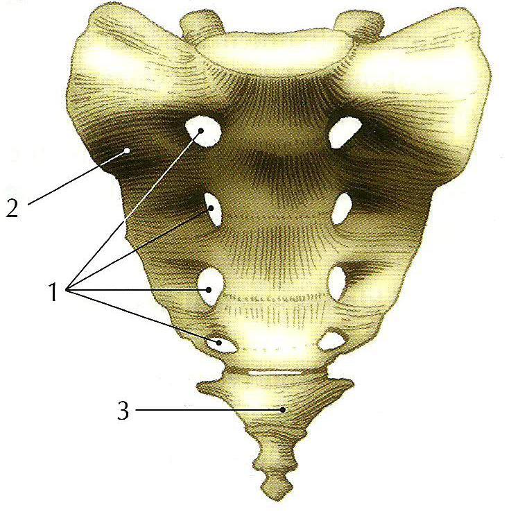 křížovou kost s kyčelní kostí. Kloubní výběžky křížové kosti artikulují s L5 a jsou na okraji oblouku prvního křížového obratle (3, s. 99).