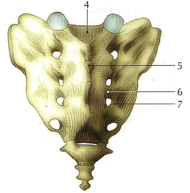 7 jsou zobrazena pod číslem 1 - foramina sacralis pelvis, 2 - linie srůstu sakrálních obratlů, 3 - kostrč (1, s. 21) Obr.