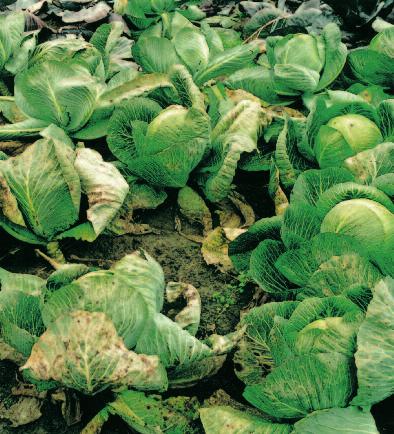 Síra důležitá živina u zeleninových kultur 7 Síra se při rostlinné látkové výměně podílí na četných důležitých procesech.