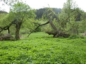 6.2005, 1, Kondler leg. et coll., Dušánek det.; (49 50'15.78"N, 16 49'52.609"E), smyk, 1, 20.5.2010, Dušánek leg., det. et coll. Hoštejn, 16.6.1971, 2, Zajíček leg. et coll., Dušánek det. Lesnice, (49 52'39.