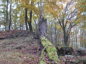 , Dušánek leg., det. et coll. Hoštejn, 17.7.1973, 1 ex., Zajíček leg., det. et coll. Postřelmov, (49 53'26.797"N, 16 55'38.47"E), oklep jívy, 27.7.2009, 1 ex., Dušánek leg., det. et coll.; 1.8.2010, 1 ex.