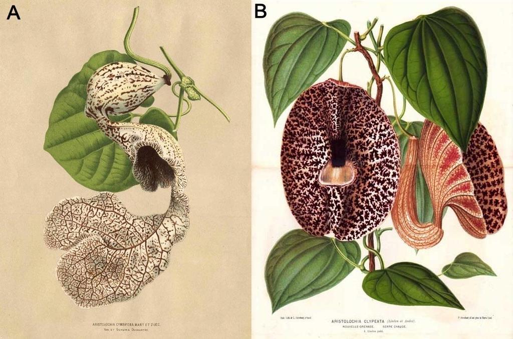 Úvod Rostliny čeledi Aristolochiaceae se vyskytují zejména v tropických a subtropických oblastech celého světa.