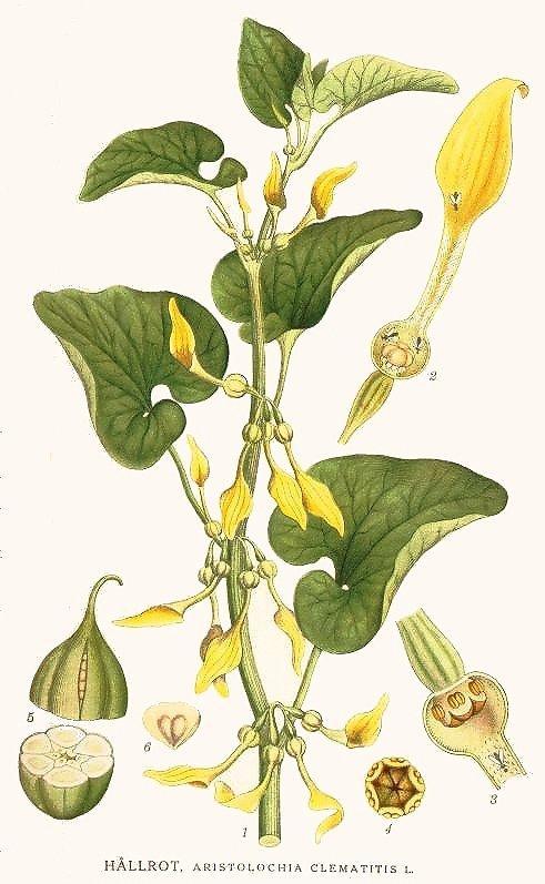 Úvod br. 15: Aristolochia clematitis (Lindman, 1922-1926) Podražce křovištního (Aristolochia clematitis) (br. 15).