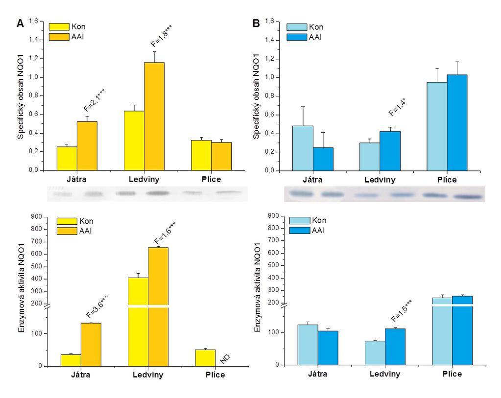 Výsledky br. 34: Exprese proteinu NQ1 a její enzymová aktivita v myších (A) a potkaních (B) cytosolech isolovaných z jater, ledvin a plic zvířat premedikovaných AAI.