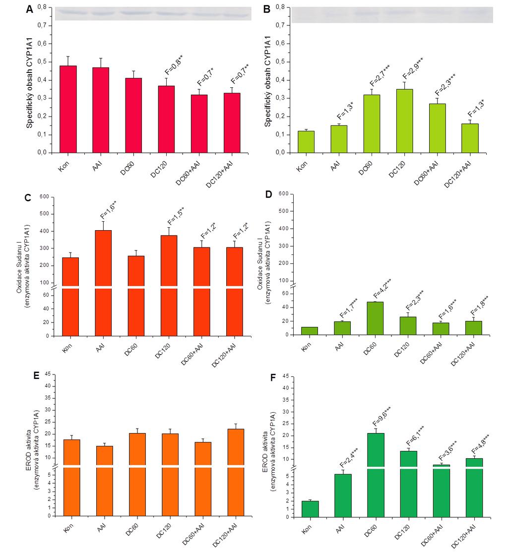 Výsledky br. 36: Expresní hladiny proteinu CYP1A1 v jaterních (A) a ledvinných (B) mikrosomech isolovaných z potkanů premedikovaných dikumarolem (DC) či AAI samotnými, popř. jejich kombinací.