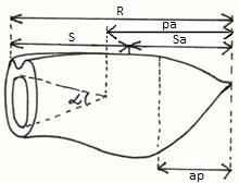 Obr. 4 Základní tvary roster A kuželovitý (kónický), B - cylindrický, C - lanceolátní A B Obr.