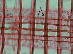 DOKONALÁ VÝZTUŽ BUNĚČNÝCH STĚN U dřeva se lze nejčastěji setkat se zesílením buněčné stěny ve tvaru spirál. V závislosti na dřevině může být spirála různě silná s rozdílným úhlem stoupání.