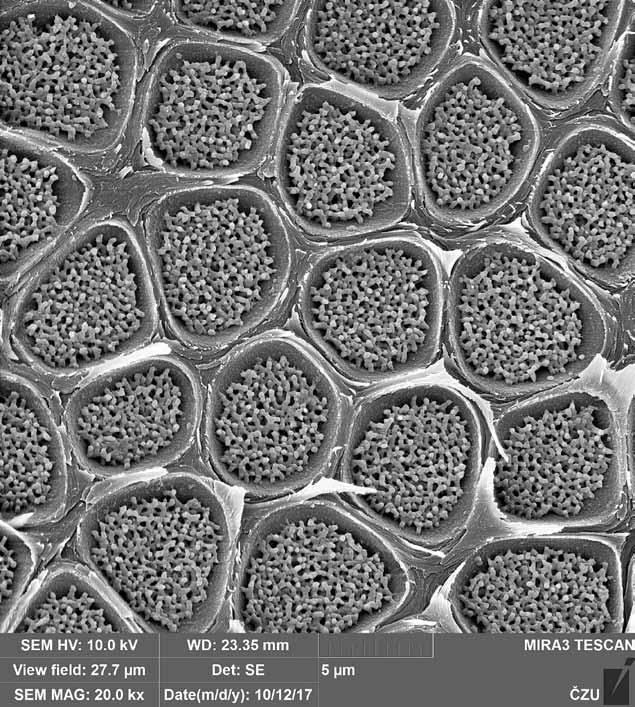 Chemické látky ve dřevě Pruhovaná textura dřeva zebrana (Microberlinia brazzavillensis) není výsledkem přítomnosti letokruhů, ale je způsobena uloženými organickými látkami s odlišnou barvou.