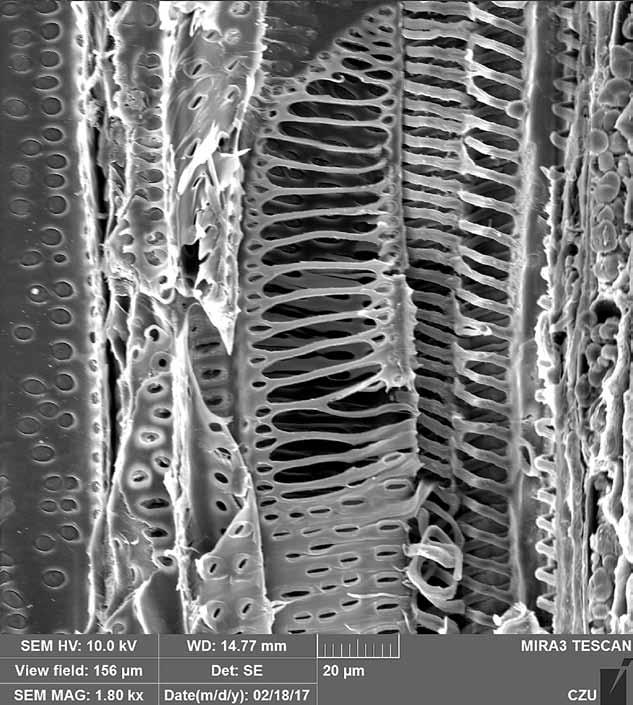 CÉVY a transport VODy Řada vertikálně uspořádaných na sebe vzájemně perforacemi navazujících cévních článků. Tangenciální řez dřevem jasanu ztepilého, zvětšeno 100x.