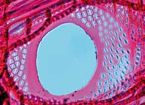 Například letní cévy dubu mají průměr cca 70 µm a jsou tak pod hranicí viditelnosti. Zato jarní cévy dubu mají průměr okolo 270 µm a jsou viditelné pouhým okem.
