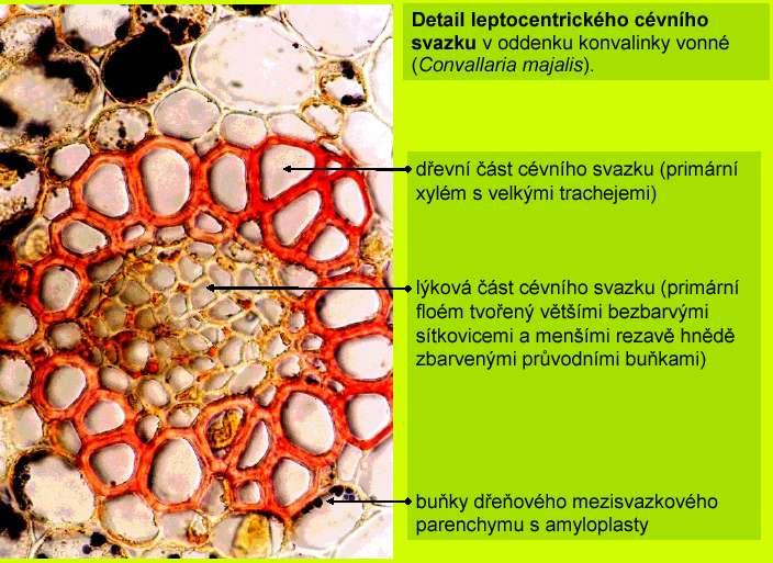 Vodivá pletiva Typy uspořádání Cévních svazků leptocentrický Dr.