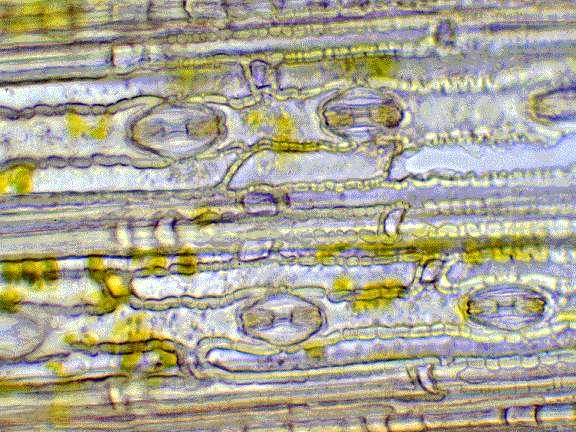 Stomata Krycí pletiva Buňky vedlejší součást