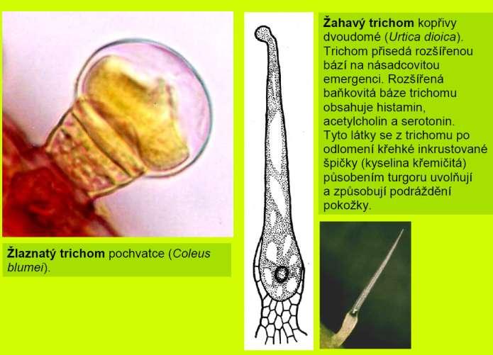 trichomy Krycí pletiva: žahavý Trichomes: