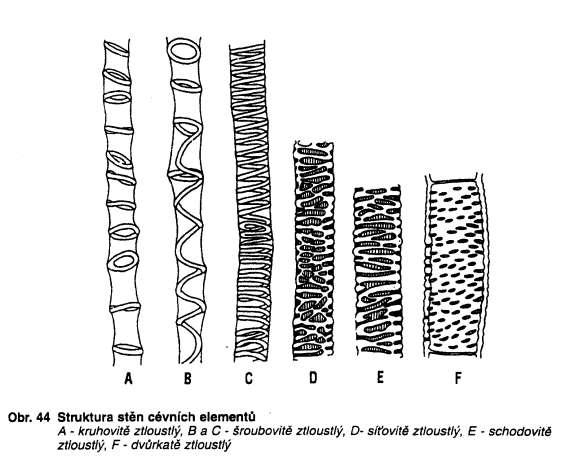 protoxylém Xylem: Cévní elementy: Sekundární tloustnutí