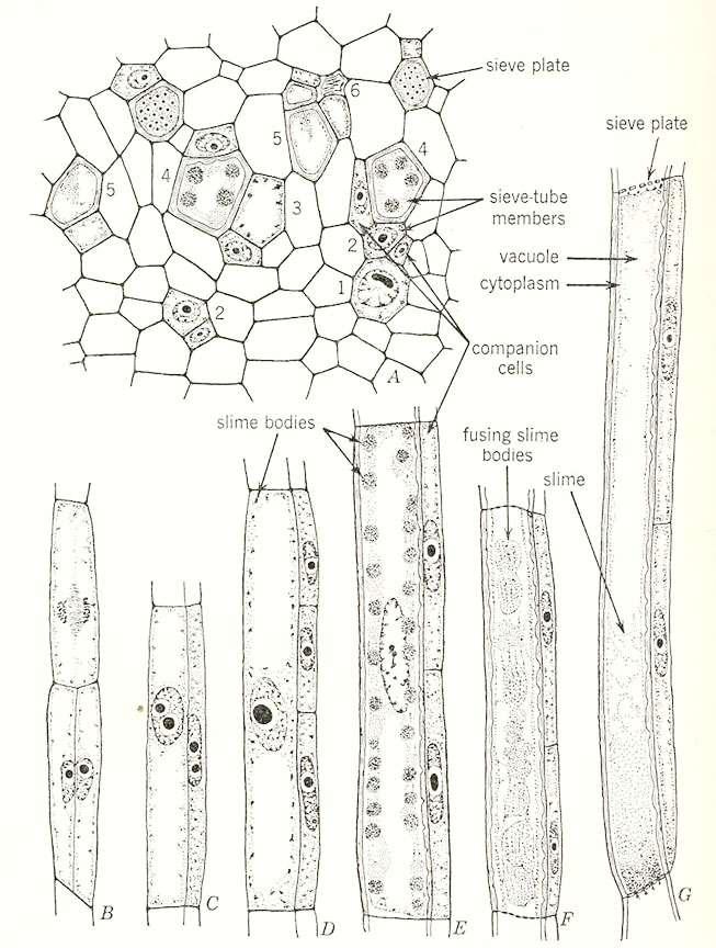 Společný původ a vývoj sítkovic a průvodních buněk společná mateřská buňka sítkovice a průvodní buňky (u krytosemenných) inekvální