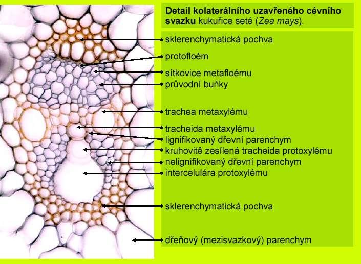 Vodivá pletiva Kolaterální: uzavřený Dr.