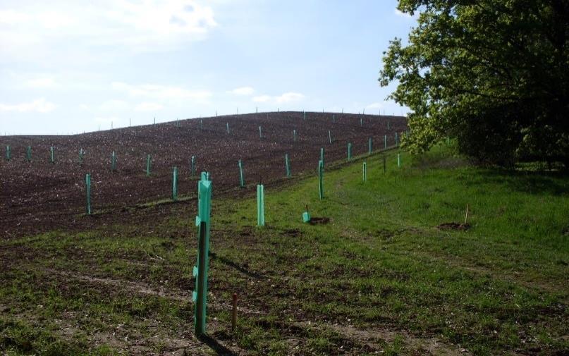 10. Výsadby dřevin ve volné krajině liniové a skupinové výsadby dřevin (stromořadí, remízy, založení nebo obnova krajinného prvku) lze i