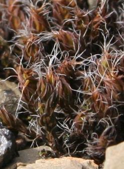 Syntrichia ruralis (Hedw.) F. Weber et D. Mohr.