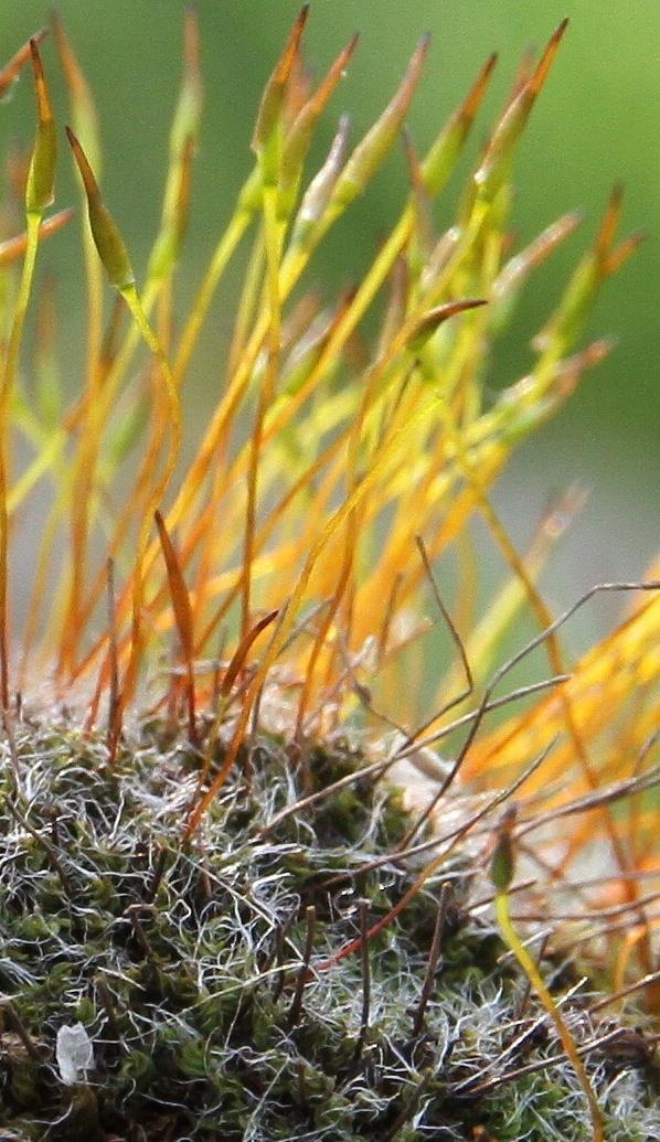 Tortula muralis Hedw. kroucenec zední Celkový vzhled: husté, bochánkovité, za vlhka zelené, za sucha od chlupů šedavé polštáře, případně porosty.