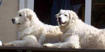 KUVASZ Základní údaje: Země původu: Maïarsko Původní využití: hlídač stáda Současné využití: společník, hlídač Průměrná délka života: 12 14 let Jiné názvy: maïarský kuvas; maïarský pastevecký pes