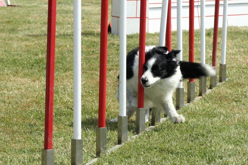 4. ODVĚTVÍ A SPECIFIKACE Jsou různá odvětví kynologie, nejrozšířenější je asi sport (agility), poté služební kynologie a záchranářství, dále chovatelství a myslivost.