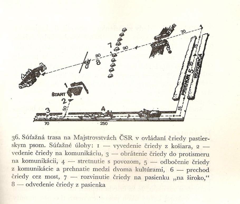 Mistrovské soutěže v ovládání stáda pomocí psů a účast slovenských čuvačů Za největší úspěch v ovládání stáda pomocí psů se pokládá vítězství v mistrovské soutěži.