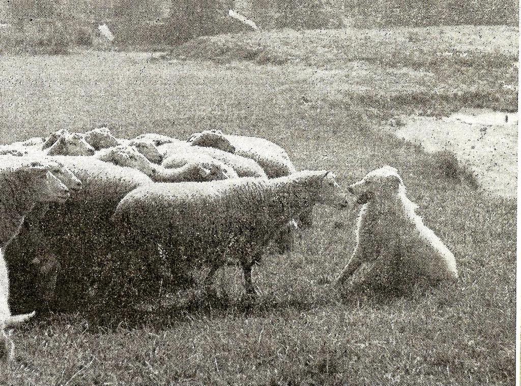 V posledních letech má pasení stále více a více příznivců. Dnes se této aktivitě věnují lidé především ve volném čase, je méně těch, které tato činnost živí.