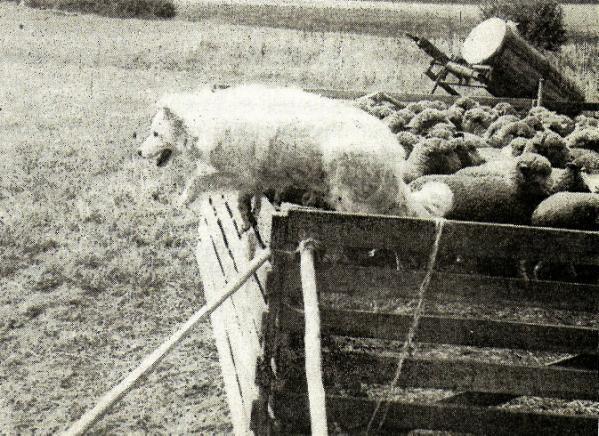 Princ od Bílých lipicánů opouští skokem košár 2. Chůze na pastvinu a z pastviny. Zde platí zákon pořádku nejvíce. Ovčák stádo vede a psi mu pomáhají. Nadhánět stádo zezadu není důstojné pro člověka.