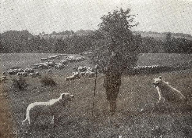 předkrmily se obilnou nebo řepkovou slámou a napojily se (případně dostaly na jaře jiné šťavnaté krmivo), nepasou se hltavě a nehledají jiný druh krmiva, než dostaly v maštali.