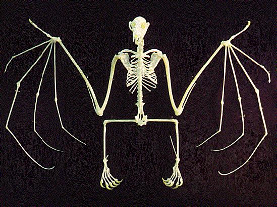 Chiroptera aktivnílet, křídlo, patagium opačně zakloubena