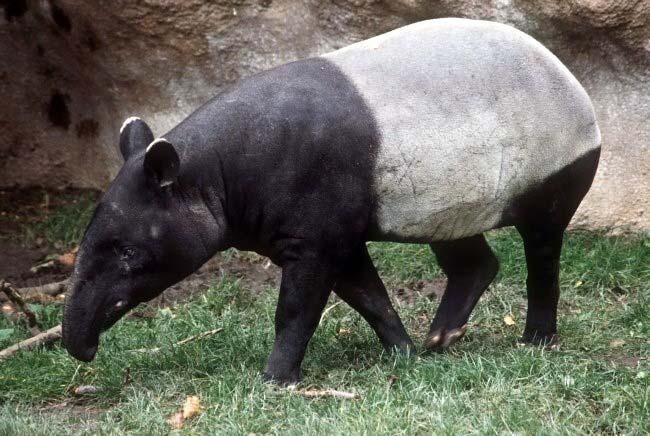 Tapiridae (tapírovití) 4+3 prsty, zavalití, krátký chobotek a ocas,