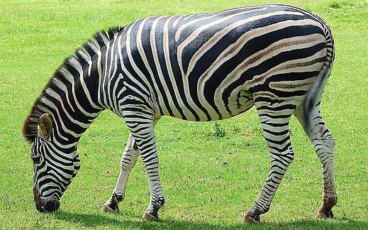 burchellii - zebra stepní