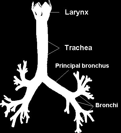 Anatomie