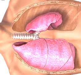 Hypoxémie - Léčba nondependentní plíce CPAP (0,5 2 l/min O2) intermitentní ventlace komprese plíce