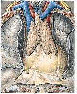 let oploštění hrudníku) Thymus Thymus nezbytný pro normální vývoj