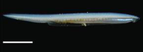 Systém kopinatců Fosilní nálezy: Cathaymyrus (spodní kambrium, Čína); Pikaya gracilens (Burgess shale) 30-50 žijících druhů Kopinatcovití (Branchiostomatidae) Dvě řady gonád, symetrické metapleury.