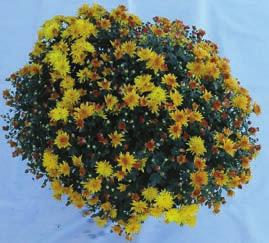 Chrysanthemum  