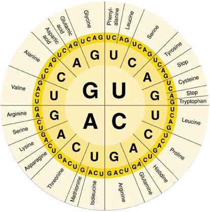 Organizace biologických informací biologické informace redundantní a mnohonásobné Genetický kód je redundantní