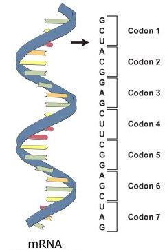 Funkční význam ( sémantika ) [mrna] messanger (informační) RNA transkripční