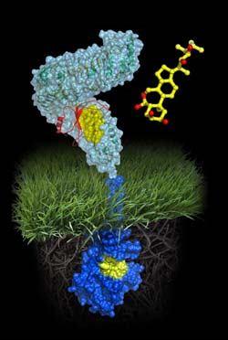 18 Fosforylace receptoru BRI1 Analýza mutantů s defekty v BRI1 Identifikace domén nutných pro přenos signálu BL-binding site 70-amino