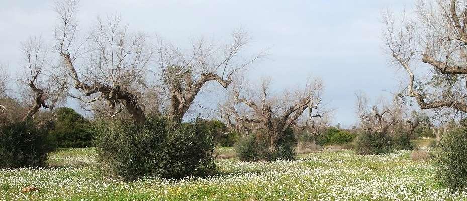 Xylella